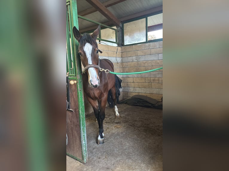 Sella Italiano Merrie 3 Jaar 170 cm Bruin in Cagliari