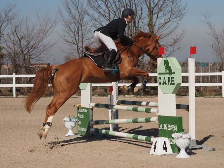 Sella Italiano Merrie 4 Jaar 162 cm Vos in Sankt Christina