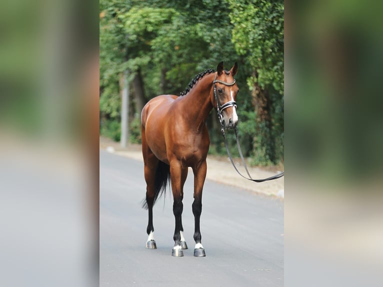 Sella Italiano Merrie 5 Jaar 165 cm Bruin in Königsdorf