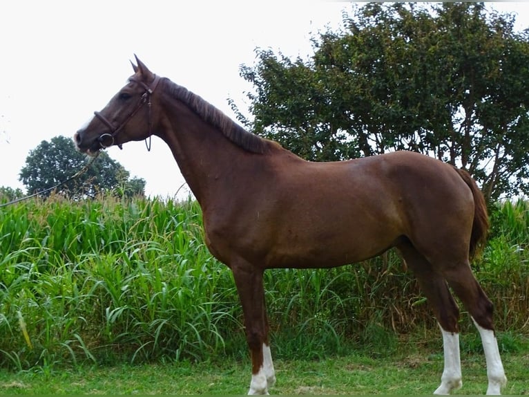 Sella Italiano Merrie 5 Jaar 165 cm Donkere-vos in Sant&#x27;Angelo Lodigiano