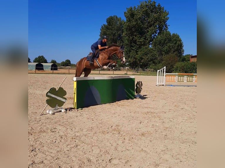 Sella Italiano Merrie 5 Jaar 165 cm Donkere-vos in Sant&#x27;Angelo Lodigiano