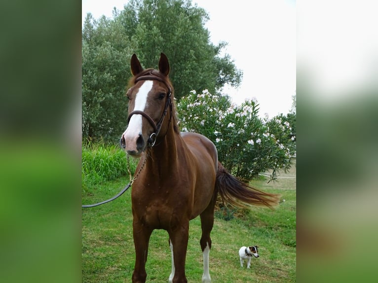 Sella Italiano Merrie 5 Jaar 165 cm Donkere-vos in Sant&#x27;Angelo Lodigiano