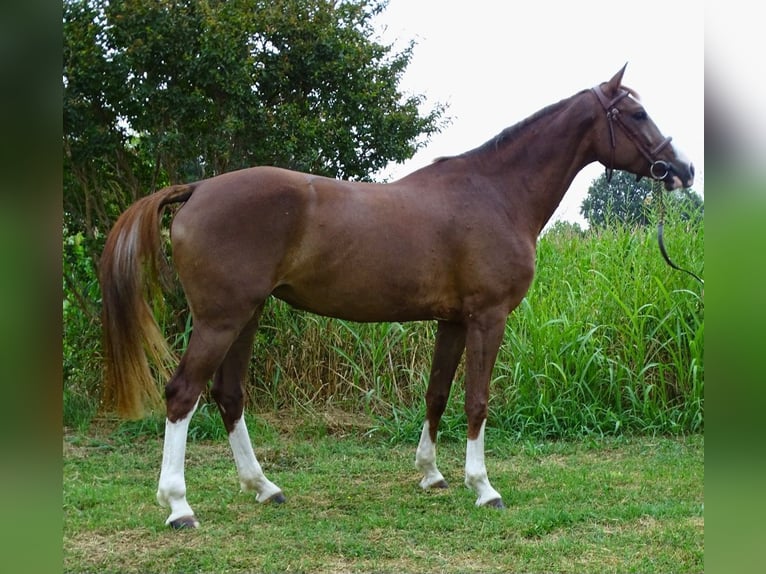 Sella Italiano Merrie 5 Jaar 165 cm Donkere-vos in Sant&#x27;Angelo Lodigiano