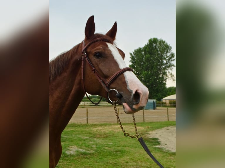 Sella Italiano Merrie 5 Jaar 165 cm Donkere-vos in Sant&#x27;Angelo Lodigiano