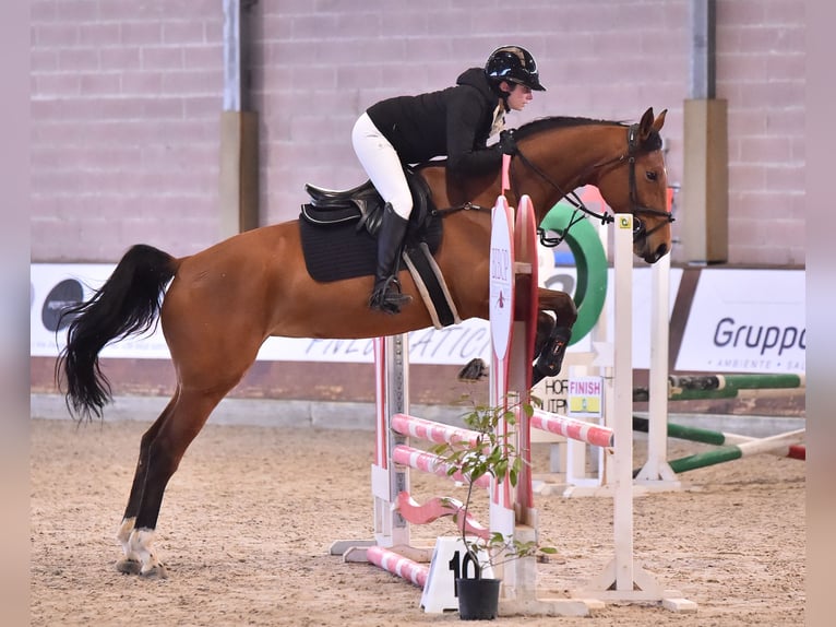 Sella Italiano Merrie 5 Jaar Lichtbruin in Udine