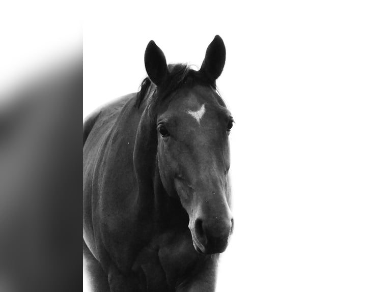 Sella Italiano Merrie 5 Jaar Lichtbruin in Udine