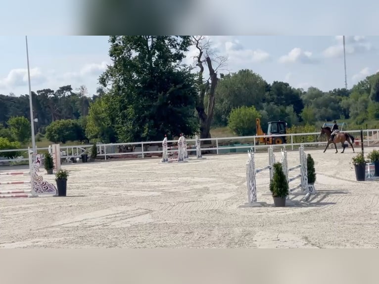 Sella Italiano Merrie 6 Jaar 168 cm Bruin in Wola Wi&#x119;c&#x142;awska