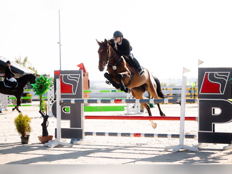Sella Italiano Merrie 6 Jaar 168 cm Bruin in Wola Wi&#x119;c&#x142;awska