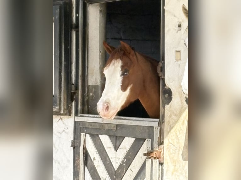Sella Italiano Mix Merrie 7 Jaar 153 cm Vos in Neustadt (Wied)