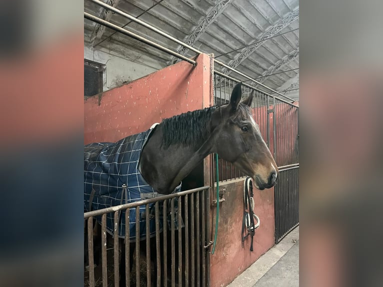 Sella Italiano Merrie 8 Jaar 175 cm Bruin in Gubbio