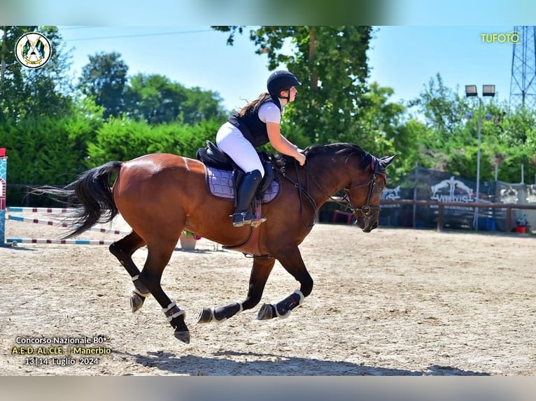 Sella Italiano Merrie 9 Jaar 171 cm Bruin in Grote Brogel