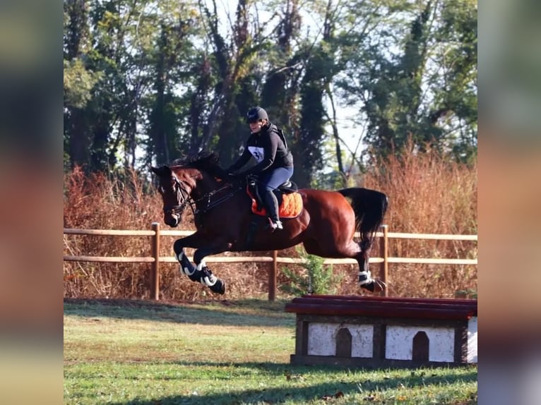 Sella Italiano Merrie 9 Jaar 171 cm Bruin in Grote Brogel