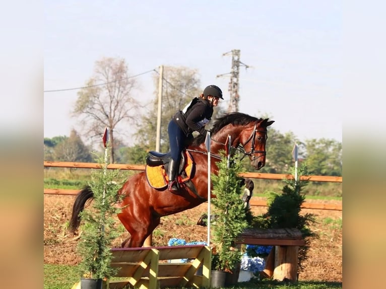 Sella Italiano Merrie 9 Jaar 171 cm Bruin in Grote Brogel