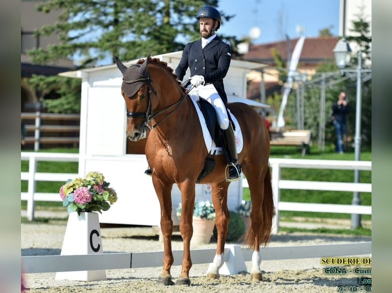 Sella Italiano Ogier 16 lat 170 cm Kasztanowata in Triuggio
