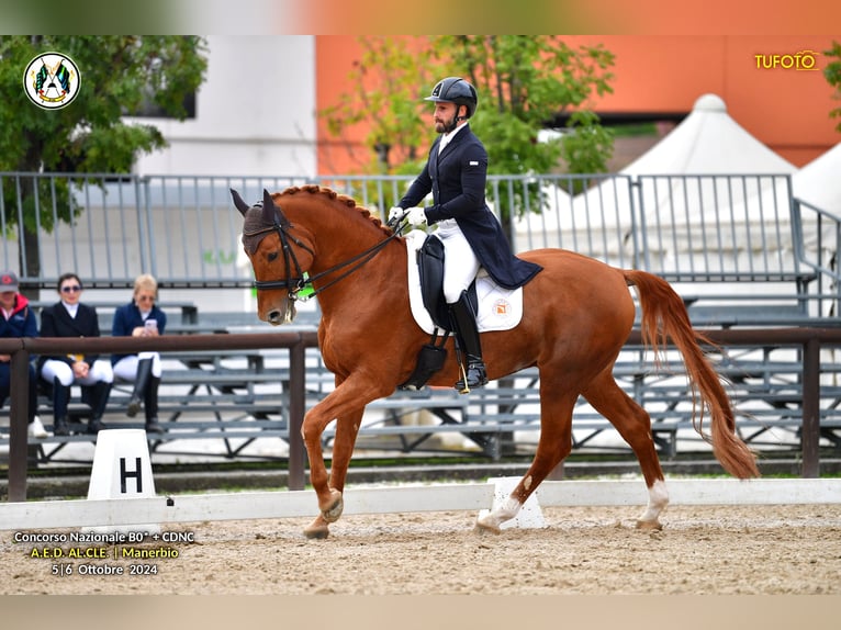 Sella Italiano Ogier 16 lat 170 cm Kasztanowata in Triuggio
