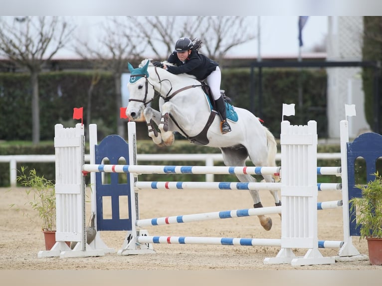 Sella Italiano Ruin 11 Jaar 171 cm Schimmel in SIENA