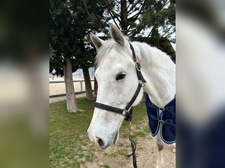 Sella Italiano Ruin 11 Jaar 171 cm Schimmel in SIENA