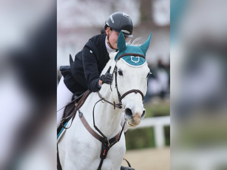 Sella Italiano Ruin 11 Jaar 171 cm Schimmel in SIENA