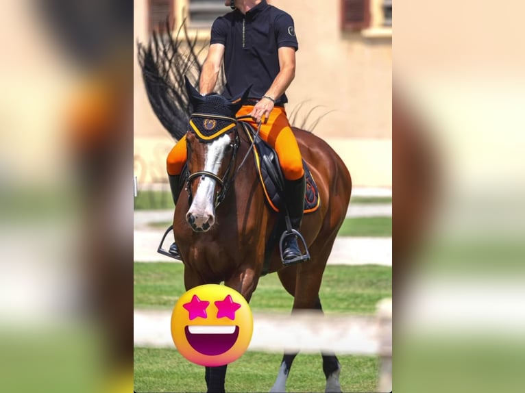 Sella Italiano Ruin 16 Jaar 175 cm Bruin in Modena