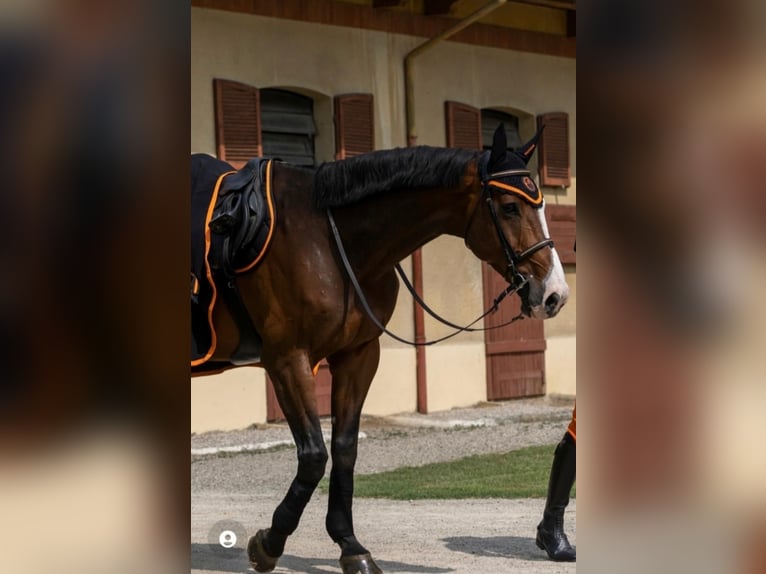 Sella Italiano Ruin 16 Jaar 175 cm Bruin in Modena