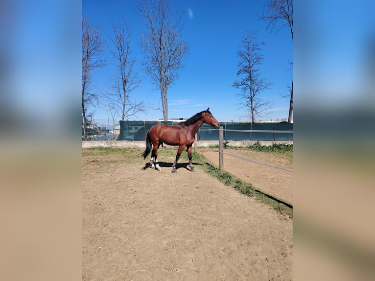 Sella Italiano Ruin 17 Jaar 172 cm Donkerbruin in Alpignano