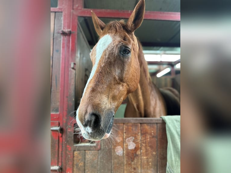 Sella Italiano Ruin 17 Jaar Vos in seregno centro ippico il dosso