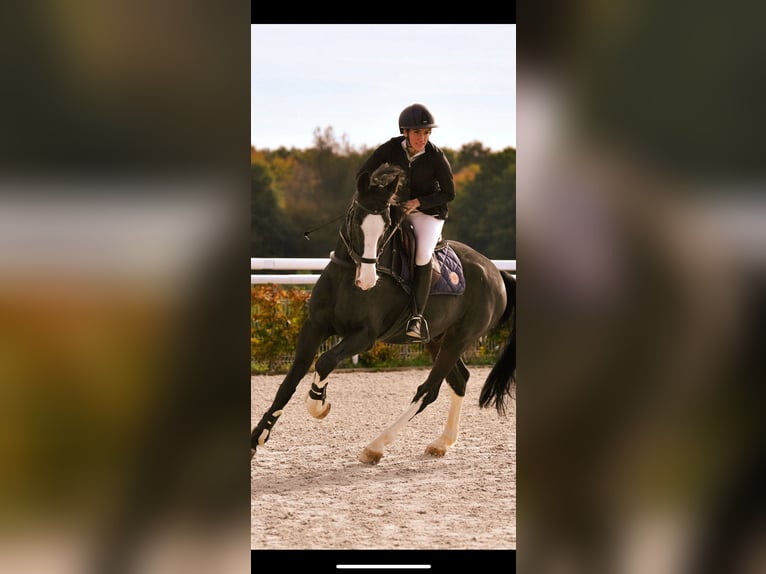 Sella Italiano Ruin 19 Jaar 180 cm Zwart in Tours