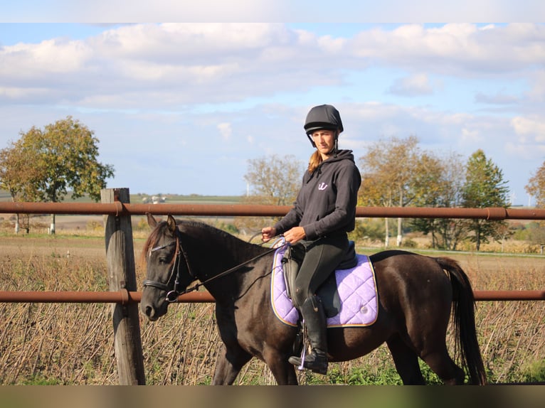 Sella Italiano Mix Ruin 3 Jaar 140 cm Donkerbruin in Hohenruppersdorf