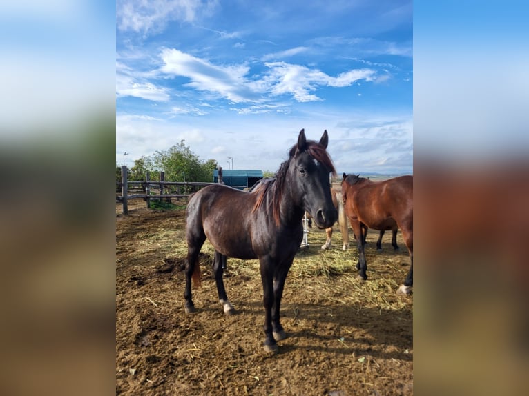 Sella Italiano Mix Ruin 4 Jaar 140 cm Donkerbruin in Hohenruppersdorf