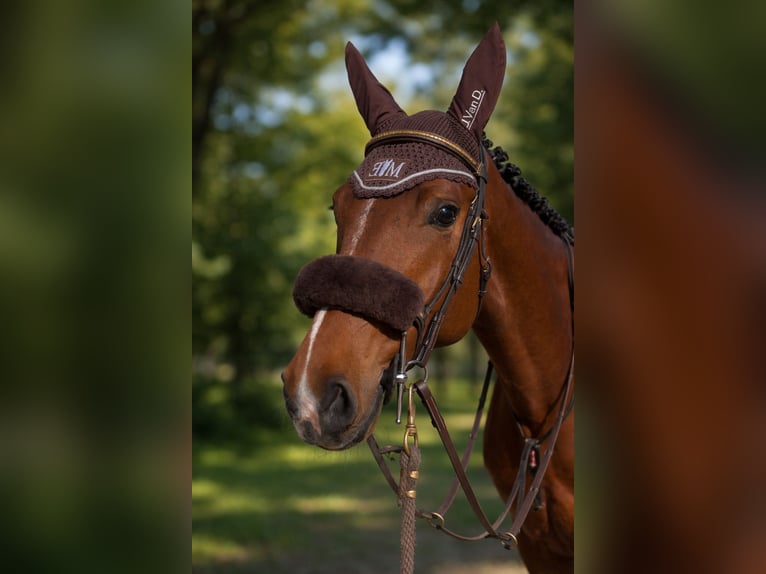 Sella Italiano Ruin 4 Jaar 168 cm Bruin in Mestre