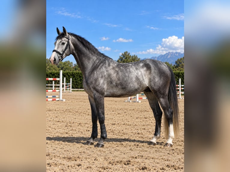 Sella Italiano Ruin 4 Jaar 168 cm Schimmel in Altavilla Silentina