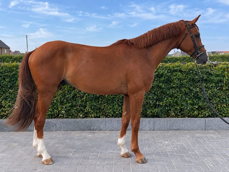 Sella Italiano Ruin 5 Jaar 173 cm Vos in Dilsen stokkem