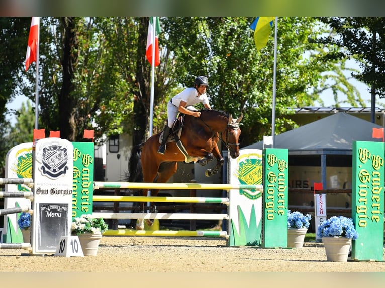 Sella Italiano Ruin 5 Jaar 178 cm Bruin in treviso