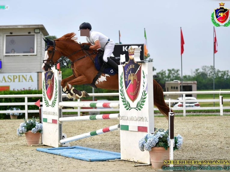 Sella Italiano Ruin 7 Jaar 170 cm Gevlekt-paard in Passirano