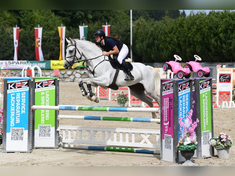 Sella Italiano Ruin 7 Jaar 175 cm Schimmel in Schlind