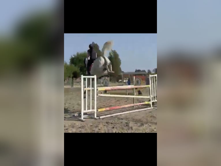 Sella Italiano Ruin 7 Jaar 175 cm Schimmel in mesero