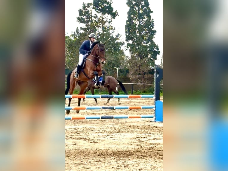 Sella Italiano Ruin 8 Jaar 170 cm Bruin in Enna