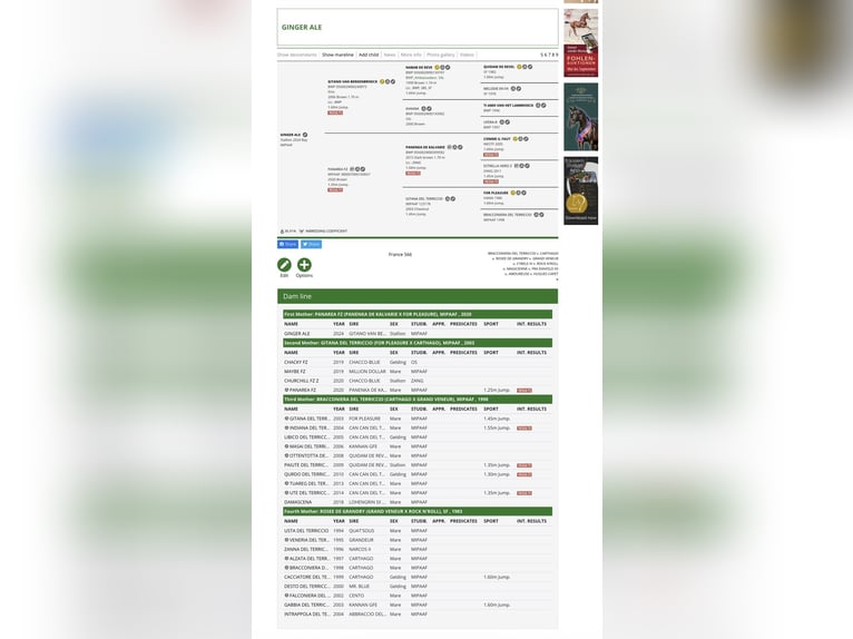 Sella Italiano Semental 2 años 160 cm Castaño in Ormea