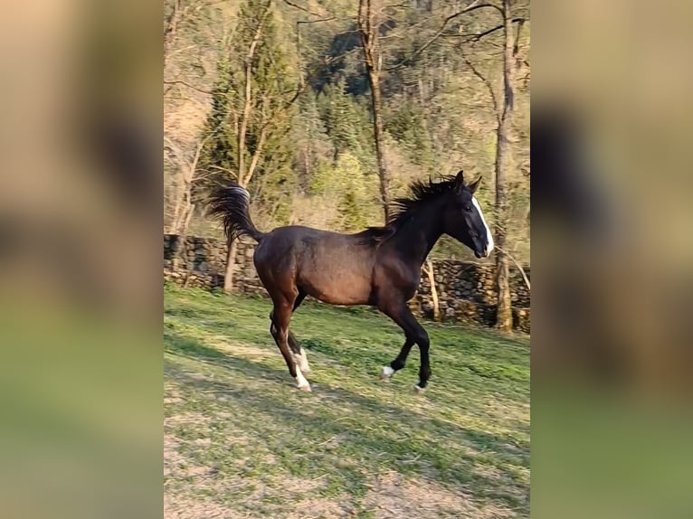 Sella Italiano Stallion 1 year 15,1 hh Black in Tolmezzo