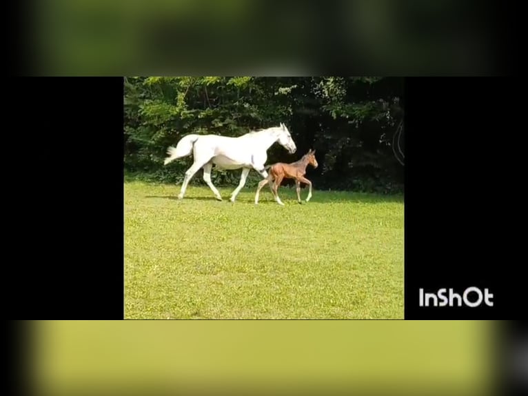 Sella Italiano Stallion 1 year Brown-Light in Tolmezzo