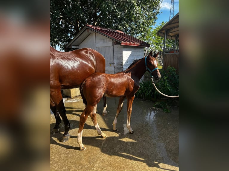 Sella Italiano Stallion 1 year Brown in Capriolo
