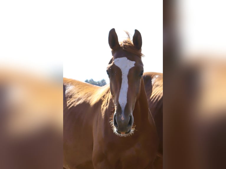 Sella Italiano Stallion 1 year Chestnut-Red in Corneville-la-Fouquetière