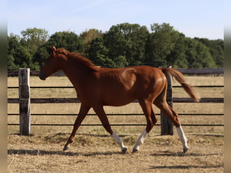 Sella Italiano Stallion 1 year Chestnut-Red in Corneville-la-Fouquetière