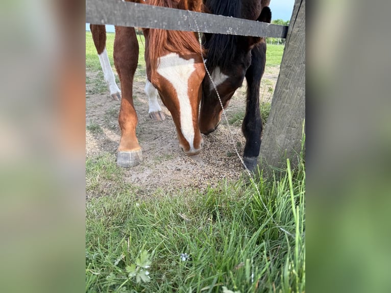Sella Italiano Stallion 1 year Chestnut-Red in Corneville-la-Fouquetière