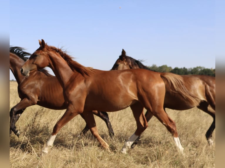 Sella Italiano Stallion 1 year Chestnut-Red in Corneville-la-Fouquetière