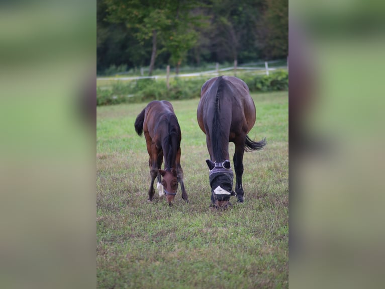 Sella Italiano Stallion 2 years Bay-Dark in Milano