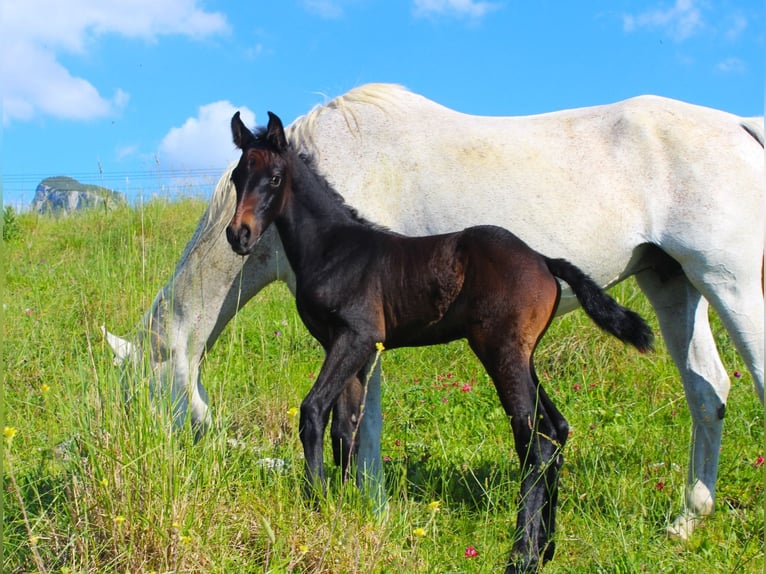 Sella Italiano Stallion  Bay-Dark in Corleone