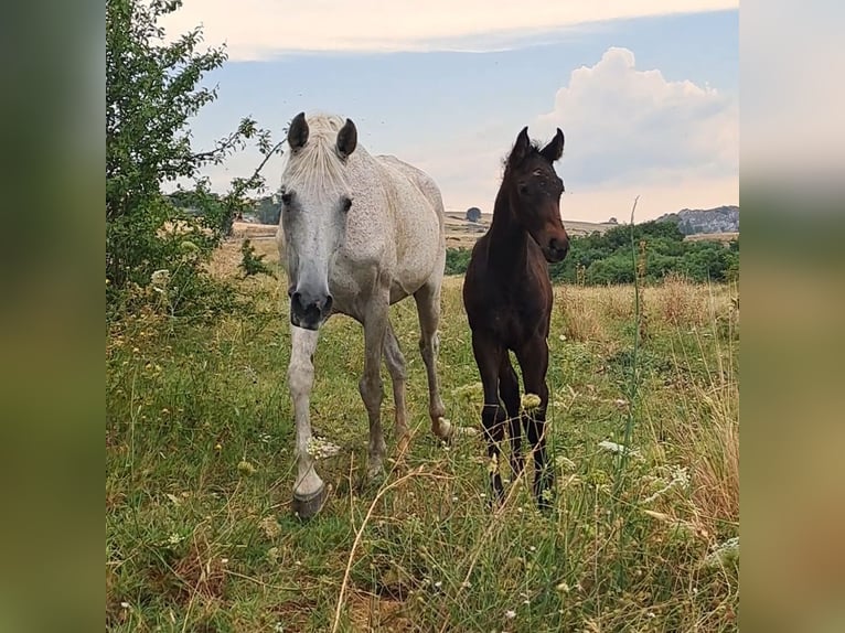 Sella Italiano Stallion  Bay-Dark in Corleone