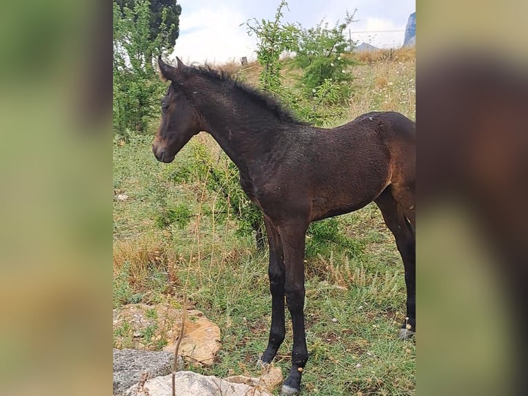 Sella Italiano Stallion  Bay-Dark in Corleone