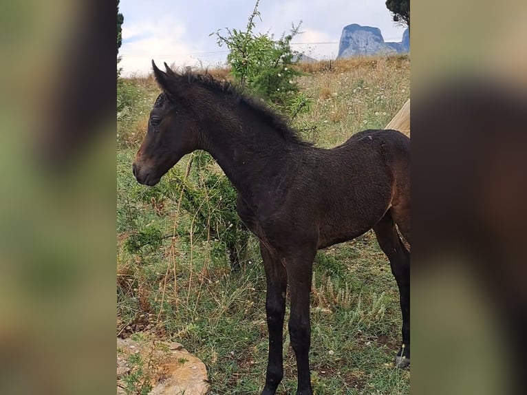 Sella Italiano Stallion  Bay-Dark in Corleone